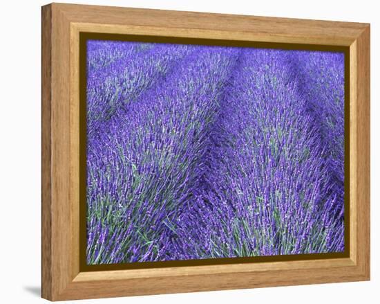 Lavender Field, Sequim, Olympic National Park, Washington, USA-Charles Sleicher-Framed Premier Image Canvas