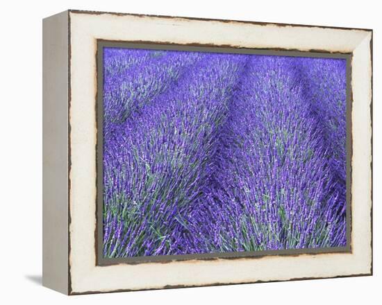 Lavender Field, Sequim, Olympic National Park, Washington, USA-Charles Sleicher-Framed Premier Image Canvas