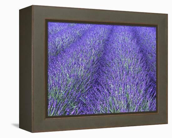 Lavender Field, Sequim, Olympic National Park, Washington, USA-Charles Sleicher-Framed Premier Image Canvas