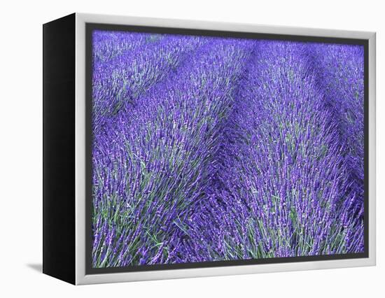 Lavender Field, Sequim, Olympic National Park, Washington, USA-Charles Sleicher-Framed Premier Image Canvas