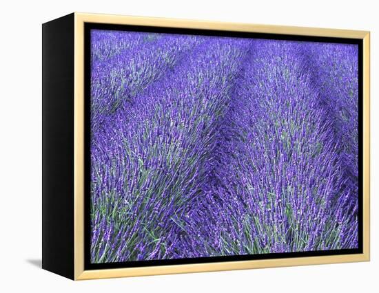 Lavender Field, Sequim, Olympic National Park, Washington, USA-Charles Sleicher-Framed Premier Image Canvas