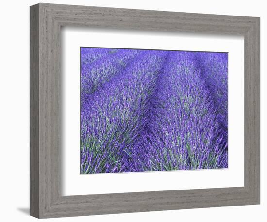 Lavender Field, Sequim, Olympic National Park, Washington, USA-Charles Sleicher-Framed Photographic Print