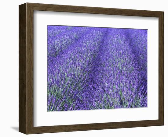 Lavender Field, Sequim, Olympic National Park, Washington, USA-Charles Sleicher-Framed Photographic Print