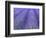 Lavender Field, Sequim, Olympic National Park, Washington, USA-Charles Sleicher-Framed Photographic Print