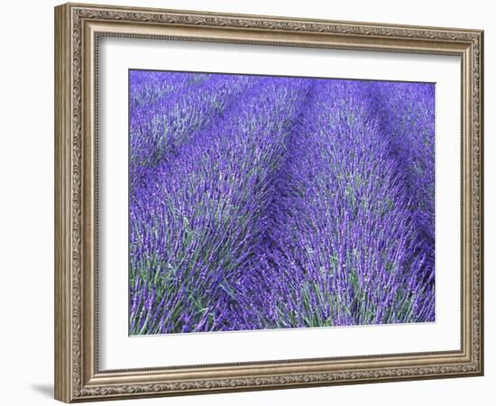 Lavender Field, Sequim, Olympic National Park, Washington, USA-Charles Sleicher-Framed Photographic Print