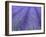 Lavender Field, Sequim, Olympic National Park, Washington, USA-Charles Sleicher-Framed Photographic Print