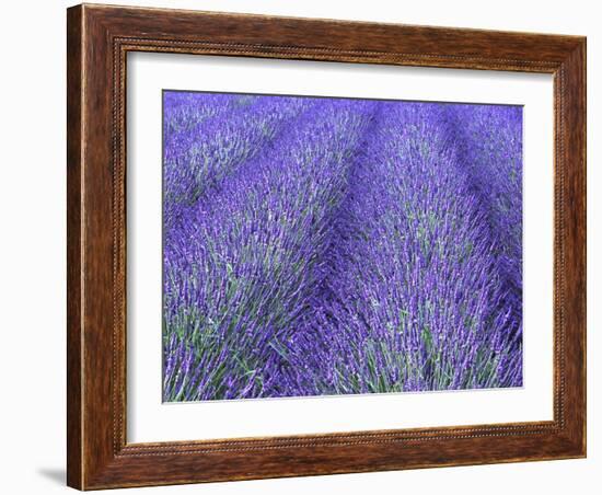 Lavender Field, Sequim, Olympic National Park, Washington, USA-Charles Sleicher-Framed Photographic Print