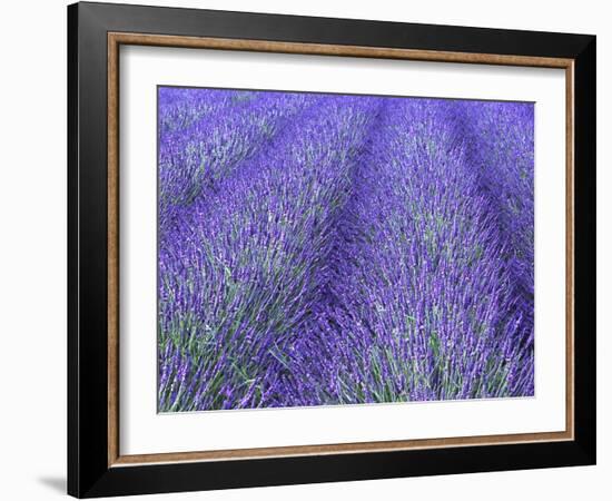 Lavender Field, Sequim, Olympic National Park, Washington, USA-Charles Sleicher-Framed Photographic Print