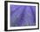 Lavender Field, Sequim, Olympic National Park, Washington, USA-Charles Sleicher-Framed Photographic Print