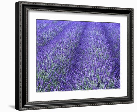 Lavender Field, Sequim, Olympic National Park, Washington, USA-Charles Sleicher-Framed Photographic Print