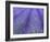 Lavender Field, Sequim, Olympic National Park, Washington, USA-Charles Sleicher-Framed Photographic Print