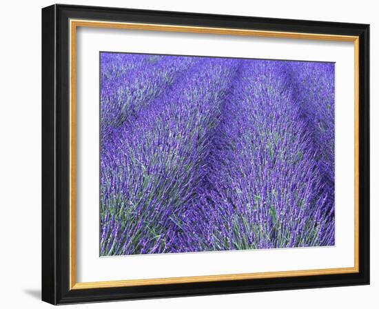 Lavender Field, Sequim, Olympic National Park, Washington, USA-Charles Sleicher-Framed Photographic Print