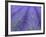 Lavender Field, Sequim, Olympic National Park, Washington, USA-Charles Sleicher-Framed Photographic Print