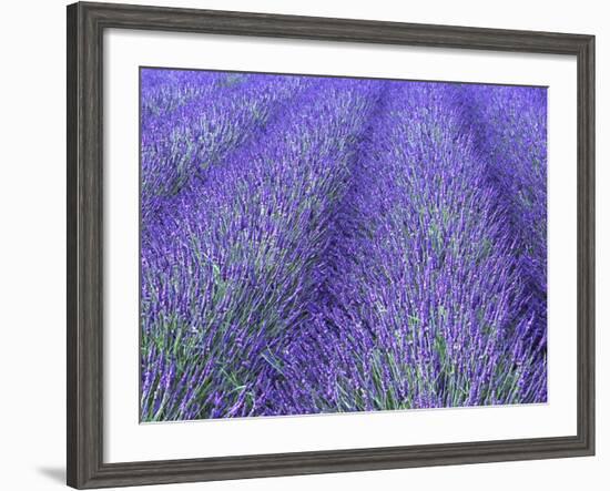 Lavender Field, Sequim, Olympic National Park, Washington, USA-Charles Sleicher-Framed Photographic Print