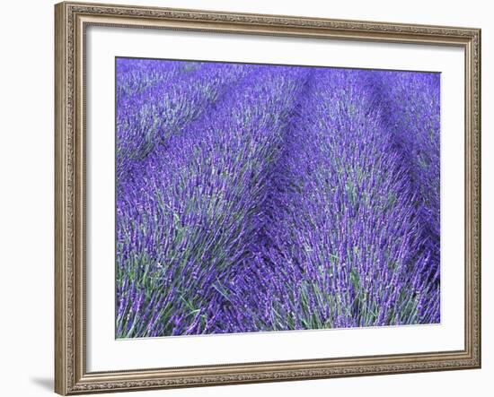 Lavender Field, Sequim, Olympic National Park, Washington, USA-Charles Sleicher-Framed Photographic Print