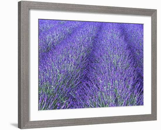 Lavender Field, Sequim, Olympic National Park, Washington, USA-Charles Sleicher-Framed Photographic Print