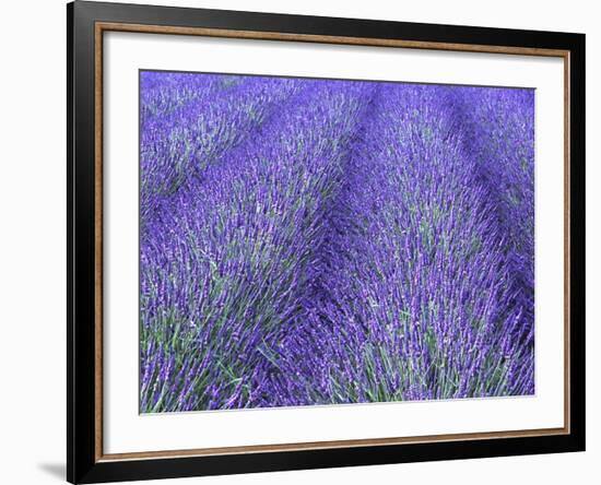 Lavender Field, Sequim, Olympic National Park, Washington, USA-Charles Sleicher-Framed Photographic Print