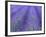 Lavender Field, Sequim, Olympic National Park, Washington, USA-Charles Sleicher-Framed Photographic Print