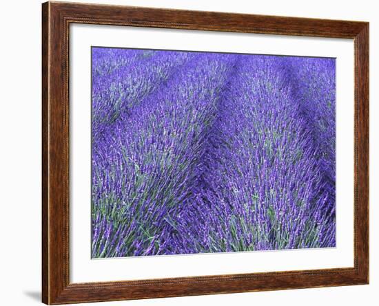 Lavender Field, Sequim, Olympic National Park, Washington, USA-Charles Sleicher-Framed Photographic Print