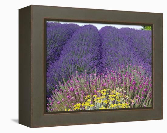 Lavender Field, Sequim, Washington, USA-Charles Sleicher-Framed Premier Image Canvas