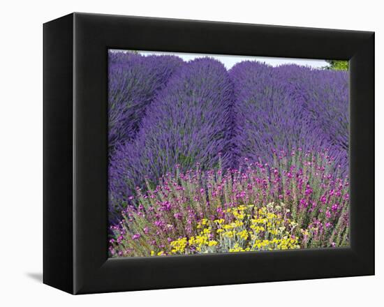 Lavender Field, Sequim, Washington, USA-Charles Sleicher-Framed Premier Image Canvas