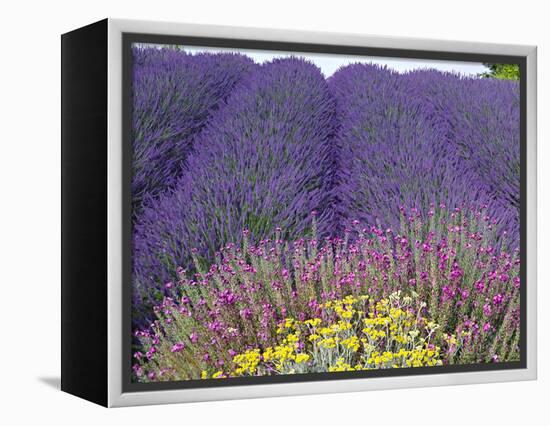 Lavender Field, Sequim, Washington, USA-Charles Sleicher-Framed Premier Image Canvas