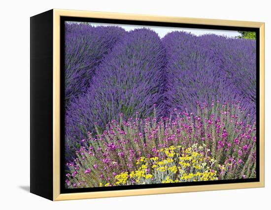 Lavender Field, Sequim, Washington, USA-Charles Sleicher-Framed Premier Image Canvas