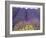 Lavender Field, Sequim, Washington, USA-Charles Sleicher-Framed Photographic Print