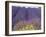 Lavender Field, Sequim, Washington, USA-Charles Sleicher-Framed Photographic Print