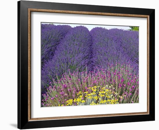 Lavender Field, Sequim, Washington, USA-Charles Sleicher-Framed Photographic Print