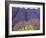 Lavender Field, Sequim, Washington, USA-Charles Sleicher-Framed Photographic Print