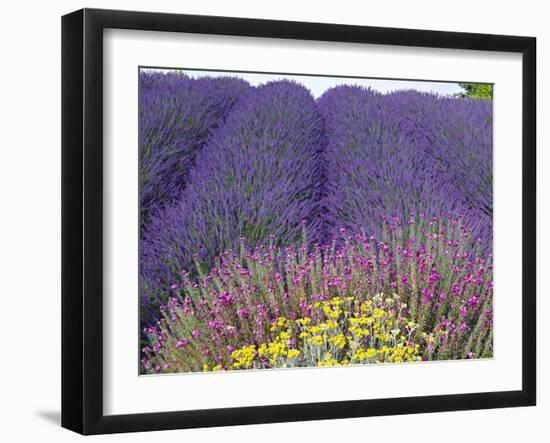 Lavender Field, Sequim, Washington, USA-Charles Sleicher-Framed Photographic Print