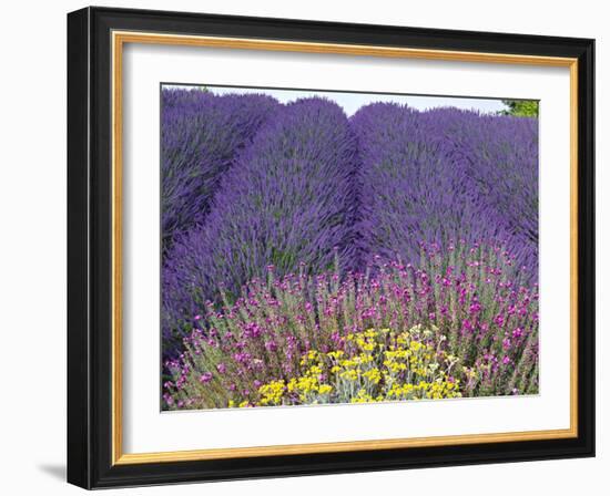 Lavender Field, Sequim, Washington, USA-Charles Sleicher-Framed Photographic Print