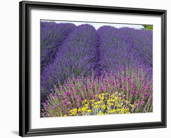 Lavender Field, Sequim, Washington, USA-Charles Sleicher-Framed Photographic Print