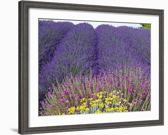 Lavender Field, Sequim, Washington, USA-Charles Sleicher-Framed Photographic Print