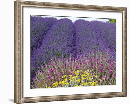 Lavender Field, Sequim, Washington, USA-Charles Sleicher-Framed Photographic Print