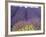 Lavender Field, Sequim, Washington, USA-Charles Sleicher-Framed Photographic Print