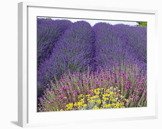 Lavender Field, Sequim, Washington, USA-Charles Sleicher-Framed Photographic Print