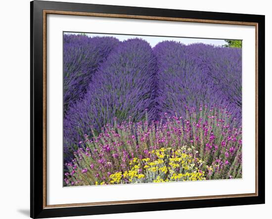 Lavender Field, Sequim, Washington, USA-Charles Sleicher-Framed Photographic Print