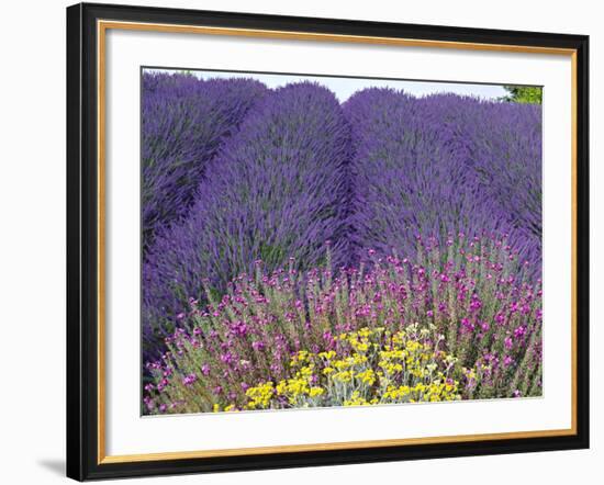 Lavender Field, Sequim, Washington, USA-Charles Sleicher-Framed Photographic Print