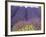 Lavender Field, Sequim, Washington, USA-Charles Sleicher-Framed Photographic Print