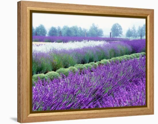 Lavender Field, Sequim, Washington, USA-Janell Davidson-Framed Premier Image Canvas