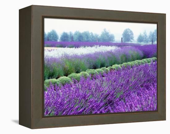 Lavender Field, Sequim, Washington, USA-Janell Davidson-Framed Premier Image Canvas