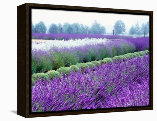 Lavender Field, Sequim, Washington, USA-Janell Davidson-Framed Premier Image Canvas