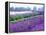 Lavender Field, Sequim, Washington, USA-Janell Davidson-Framed Premier Image Canvas