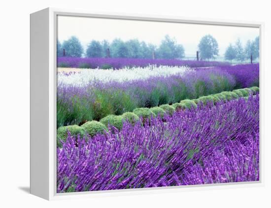 Lavender Field, Sequim, Washington, USA-Janell Davidson-Framed Premier Image Canvas