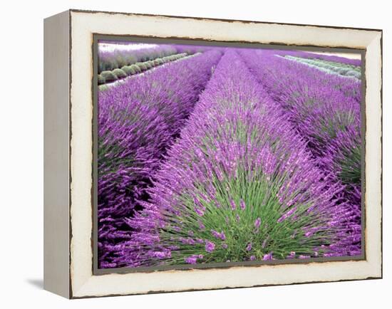 Lavender Field, Sequim, Washington, USA-Janell Davidson-Framed Premier Image Canvas