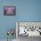 Lavender Field, Sequim, Washington, USA-Janell Davidson-Framed Premier Image Canvas displayed on a wall