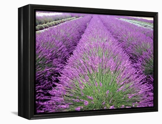 Lavender Field, Sequim, Washington, USA-Janell Davidson-Framed Premier Image Canvas