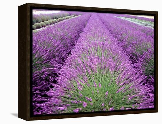 Lavender Field, Sequim, Washington, USA-Janell Davidson-Framed Premier Image Canvas